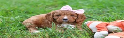 Cavapoo dogs for sale: Willow - Ad 1