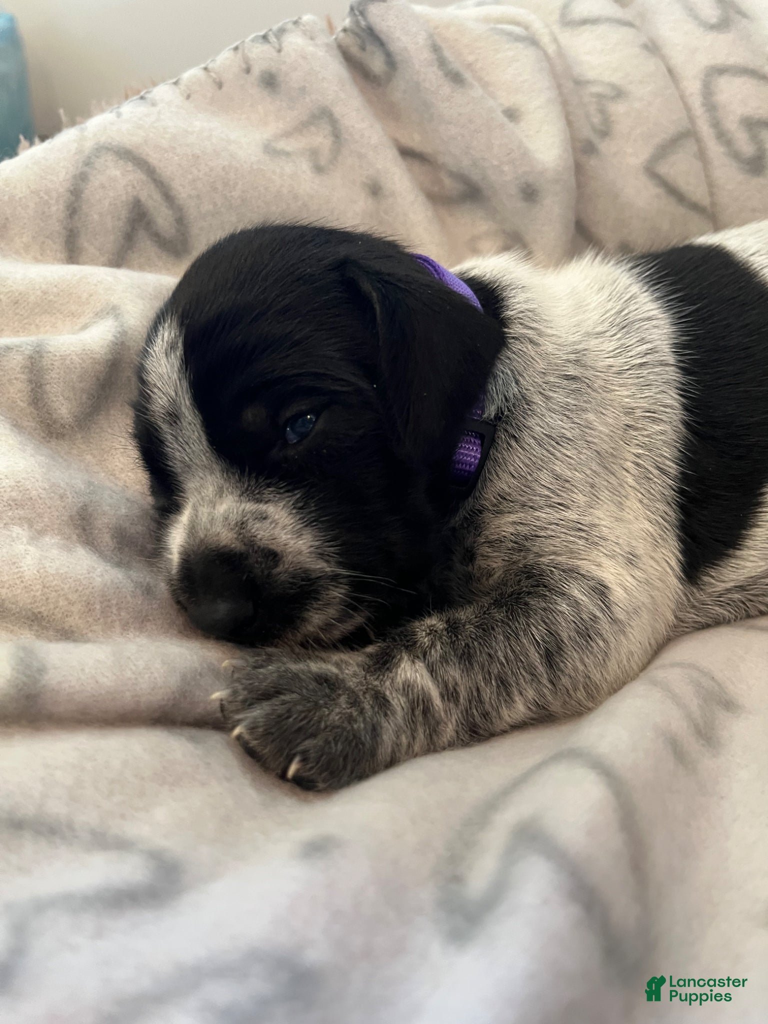 German Shorthaired Pointer dogs German Shorthaired Pointer Puppy 4 - Ad 1