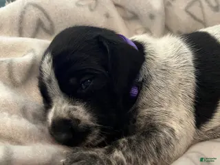 German Shorthaired Pointer dogs for sale: German Shorthaired Pointer Puppy 4 - Ad 1