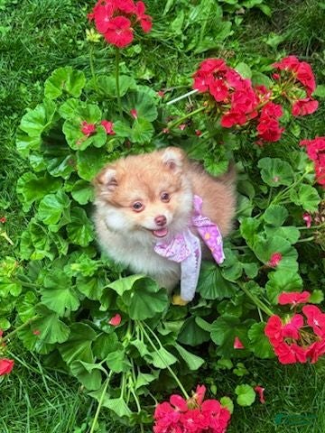 Pomapoo dogs Pomapoo 1 - Ad 1