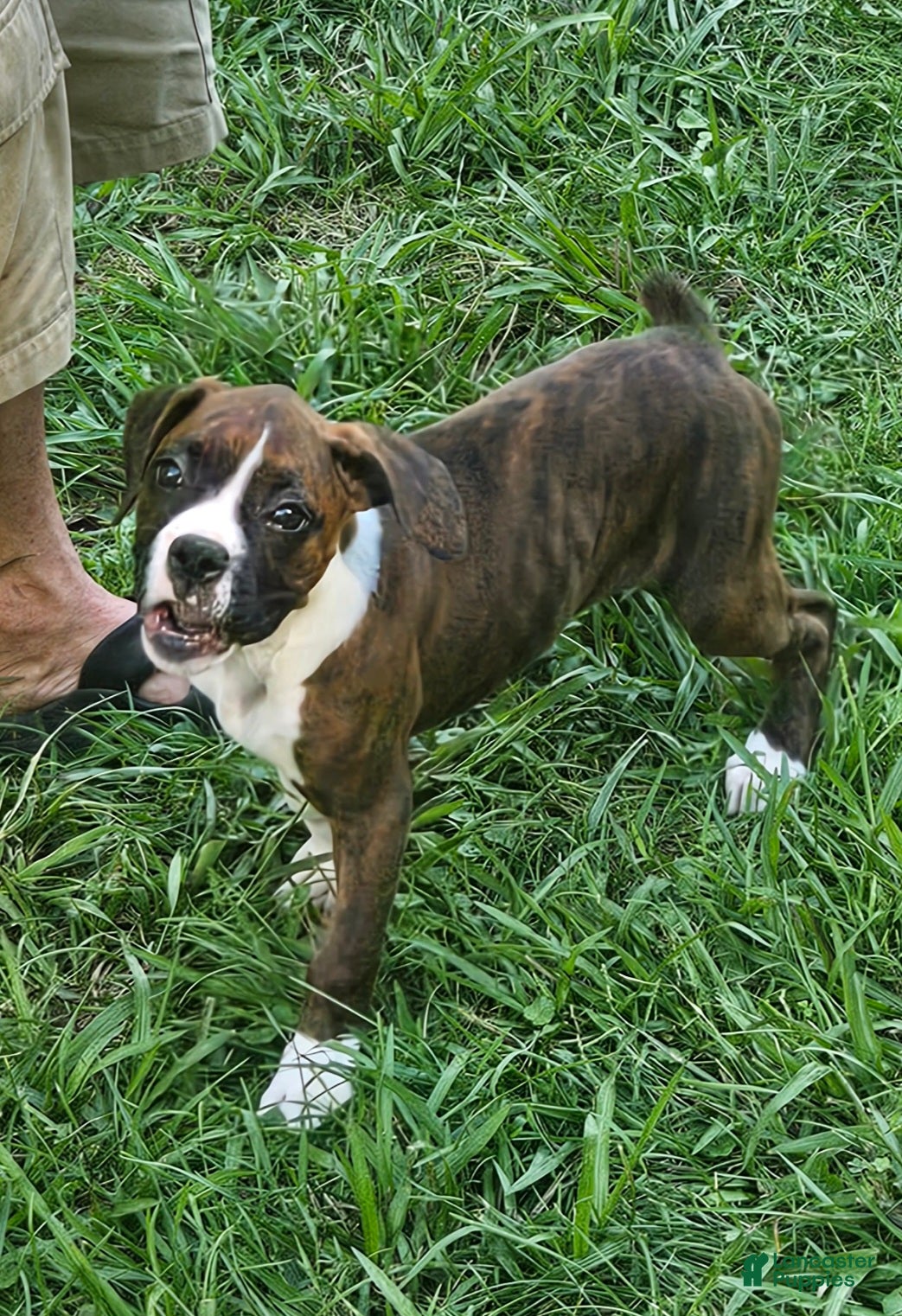 Boxer dogs Boxer 6 - Ad 6