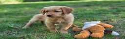 Golden Retriever dogs for sale: Amy Golden Retriever  - Ad 9
