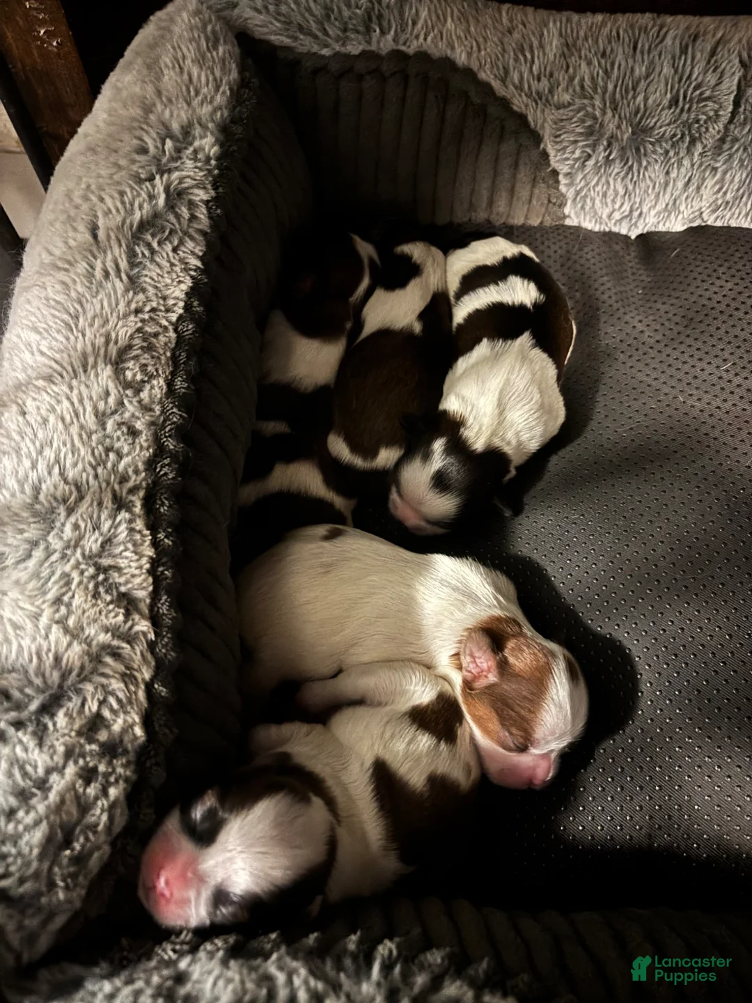 Shih Tzu dogs for sale: Luna - Ad 4