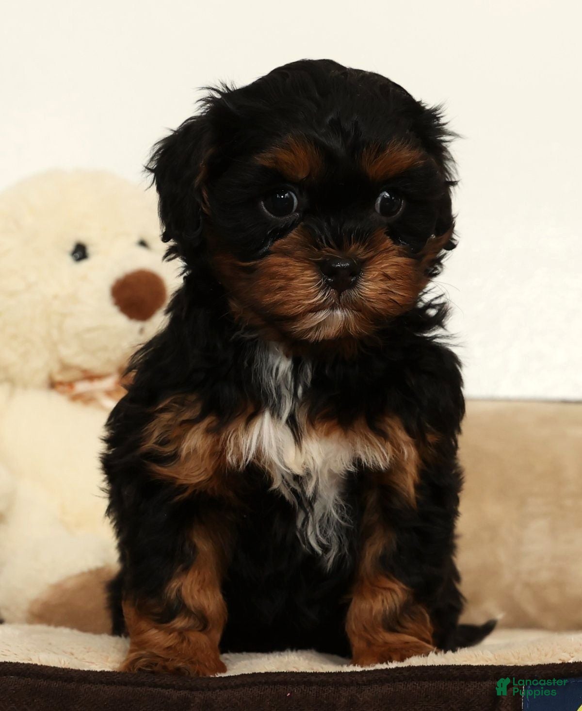 Shihpoo dogs Maddie - Ad 1