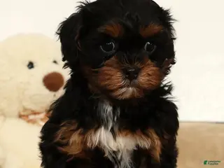 Shihpoo dogs Maddie - Ad 1