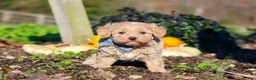 Maltipoo dogs for sale: Enzo - Ad 3