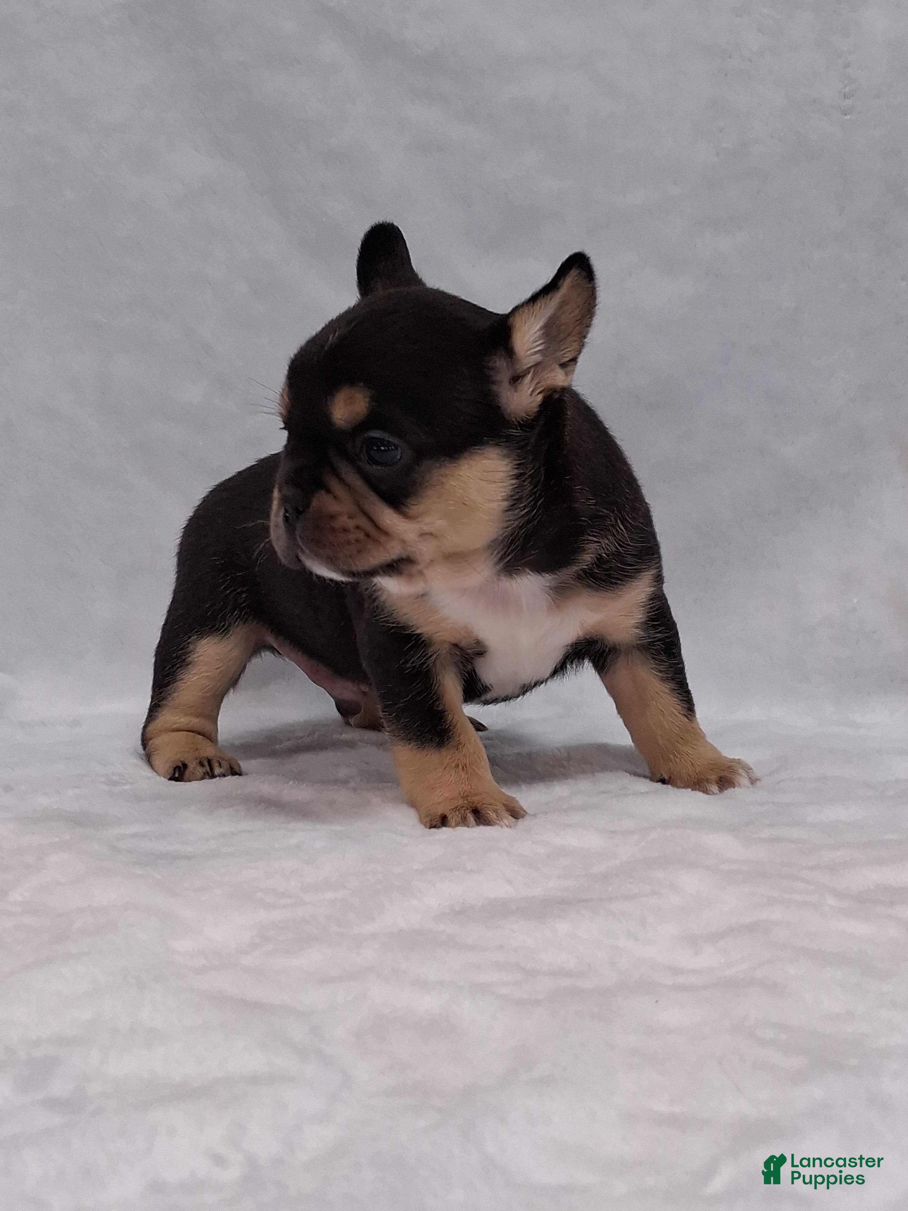 French Bulldog dogs Bud - Ad 1