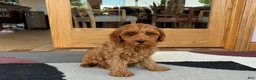 Cockapoo dogs for sale: Ray - Ad 4
