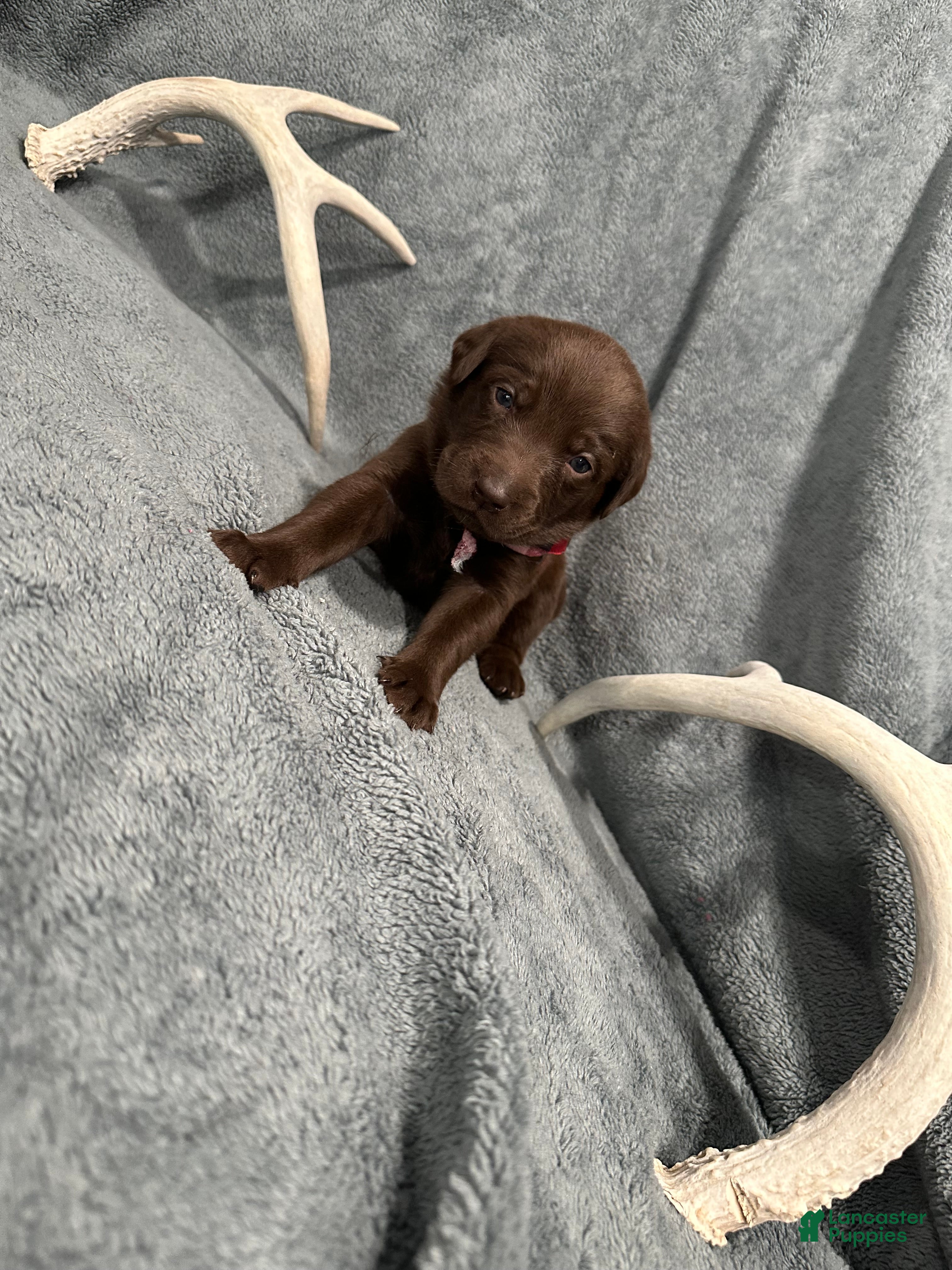 Labrador Retriever dogs for sale: Coco - Ad 2