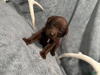 Labrador Retriever dogs for sale: Coco - Ad 2