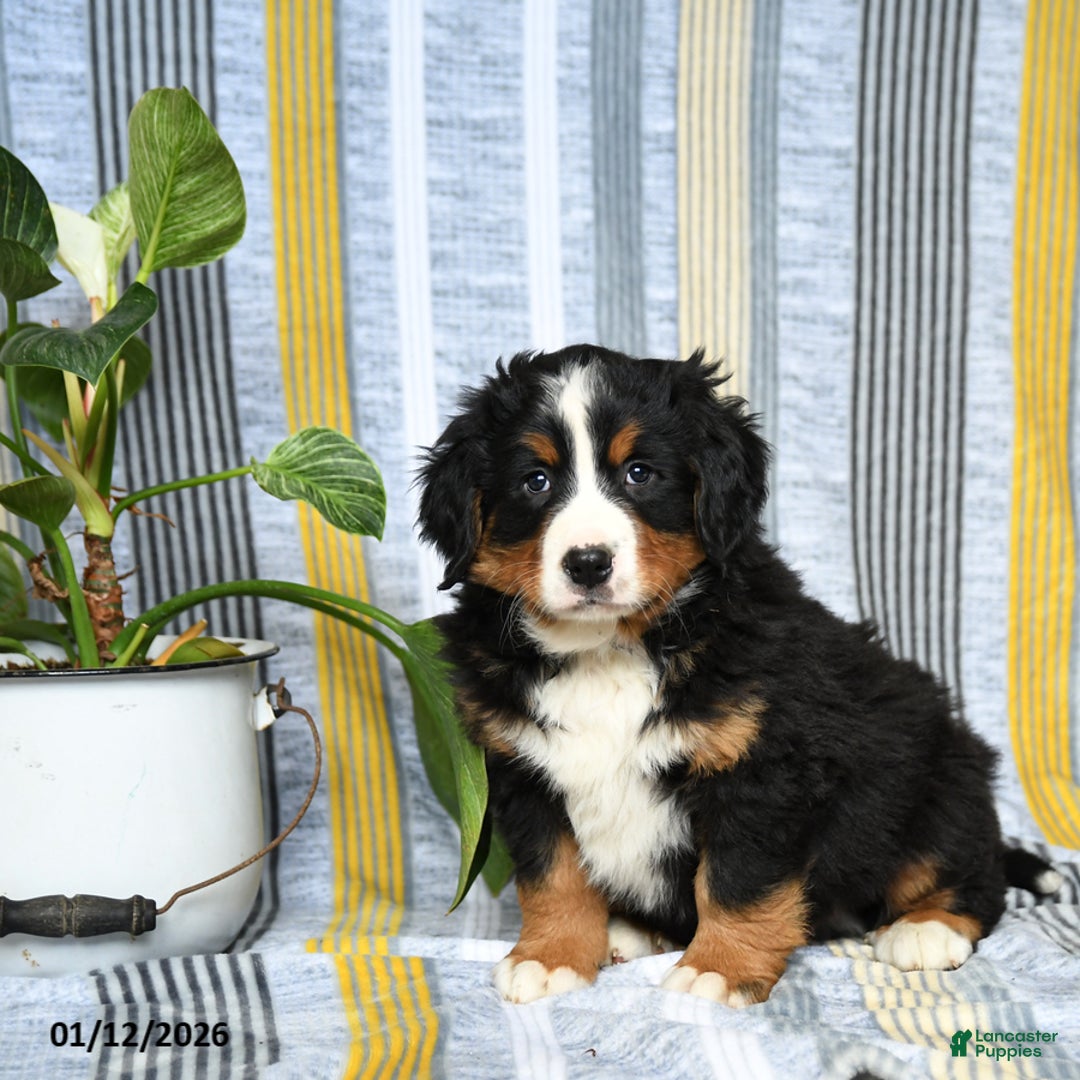 Bernese Mountain Dog dogs for sale: Baxter - Ad 3