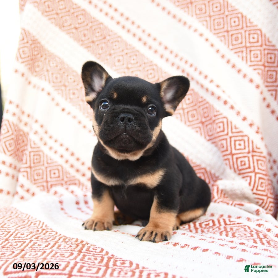 French Bulldog dogs Bear  - Ad 2