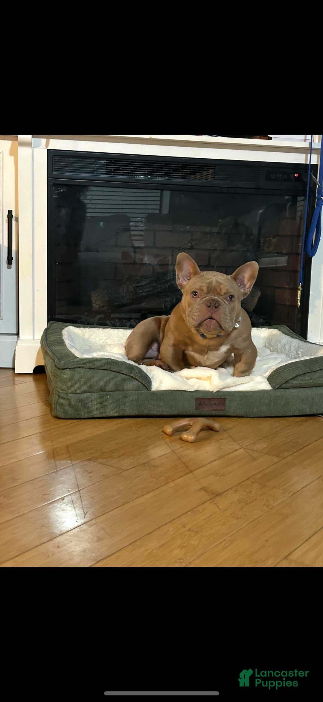 American Bully dogs for sale: American Bully Puppy 1 - Ad 5