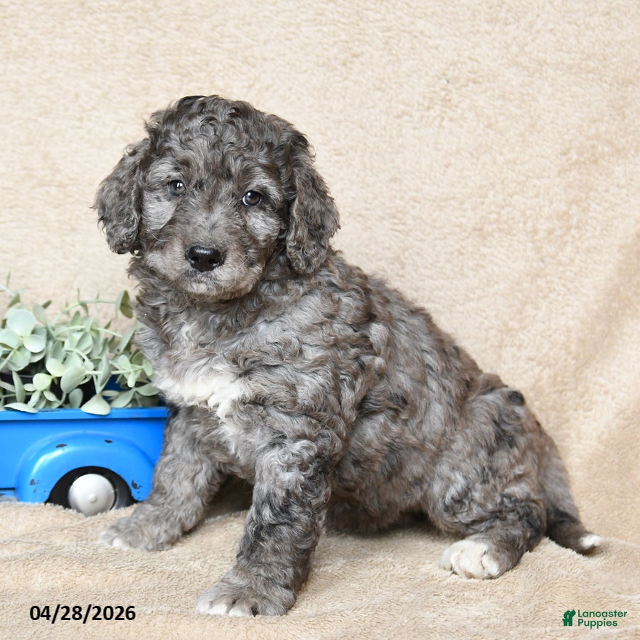 Goldendoodle dogs Cookie - Ad 1