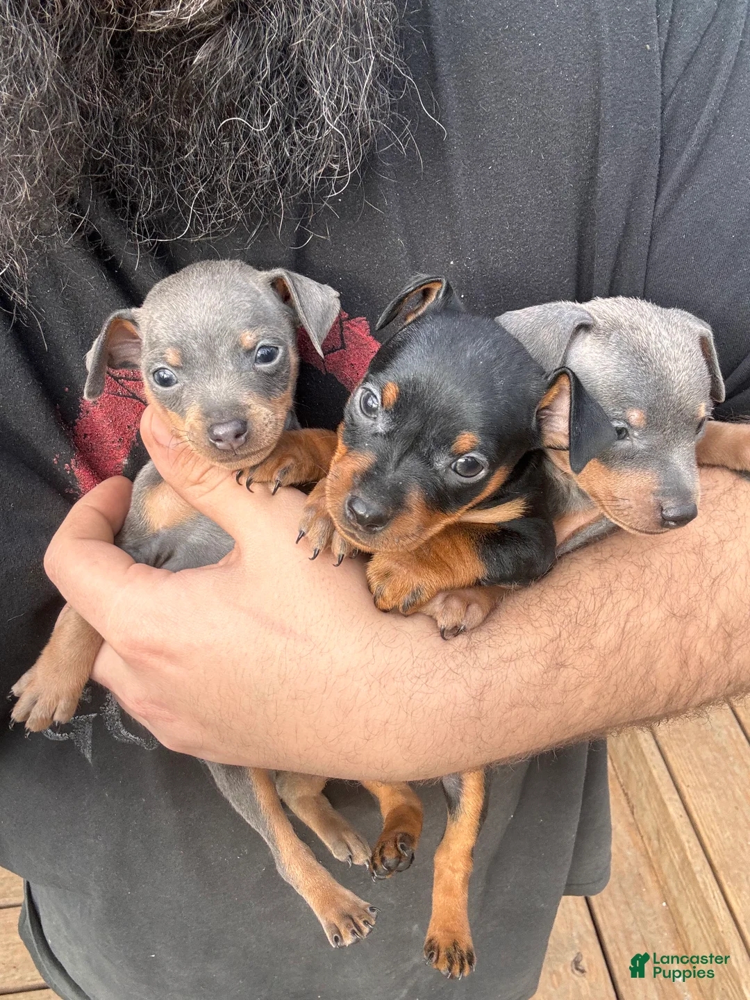 Miniature Pinscher dogs for sale: Zeke - Ad 2