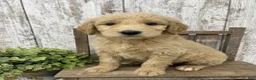 Goldendoodle dogs for sale: Goldendoodle 1 - Ad 4