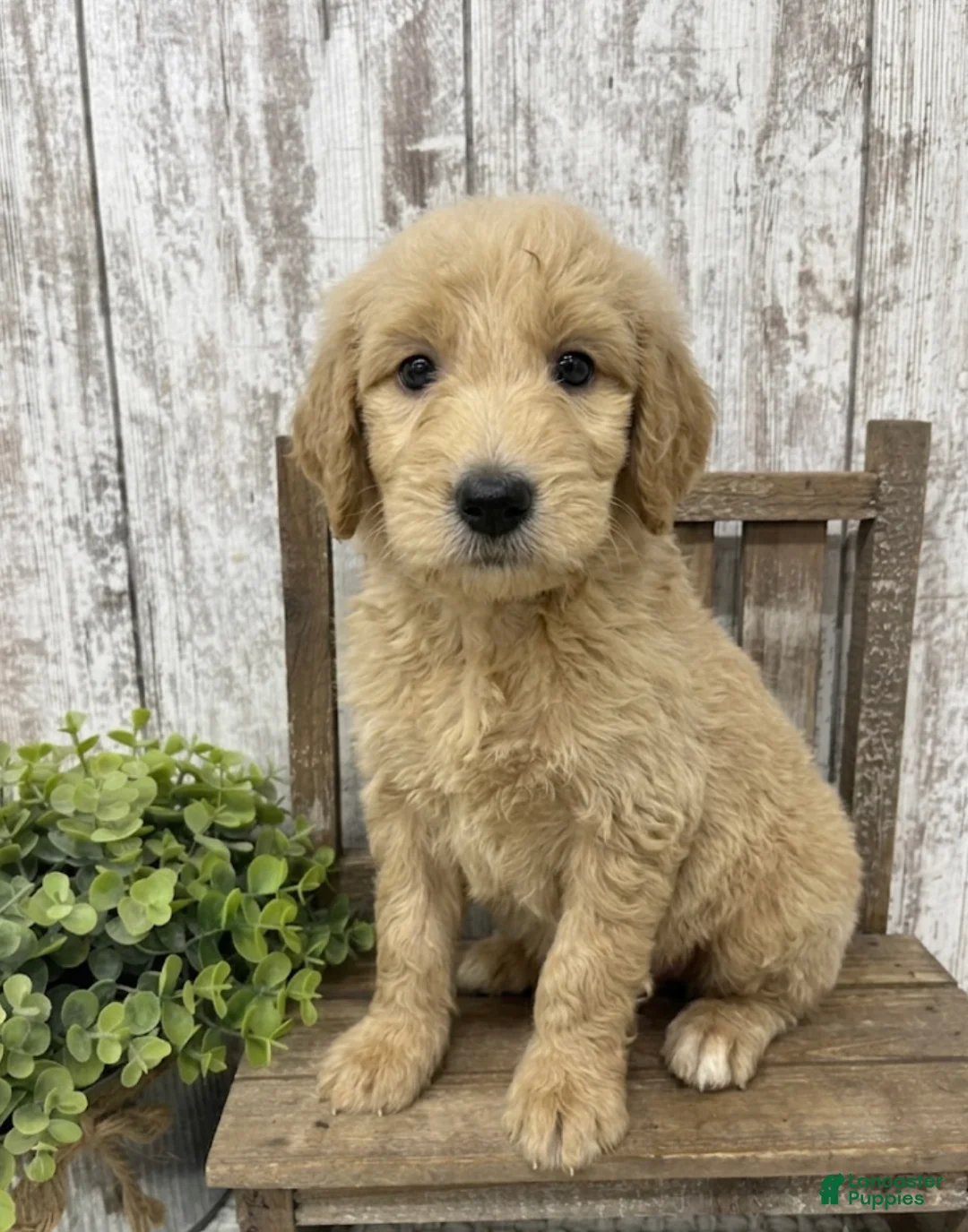 Goldendoodle dogs for sale: Goldendoodle 1 - Ad 4