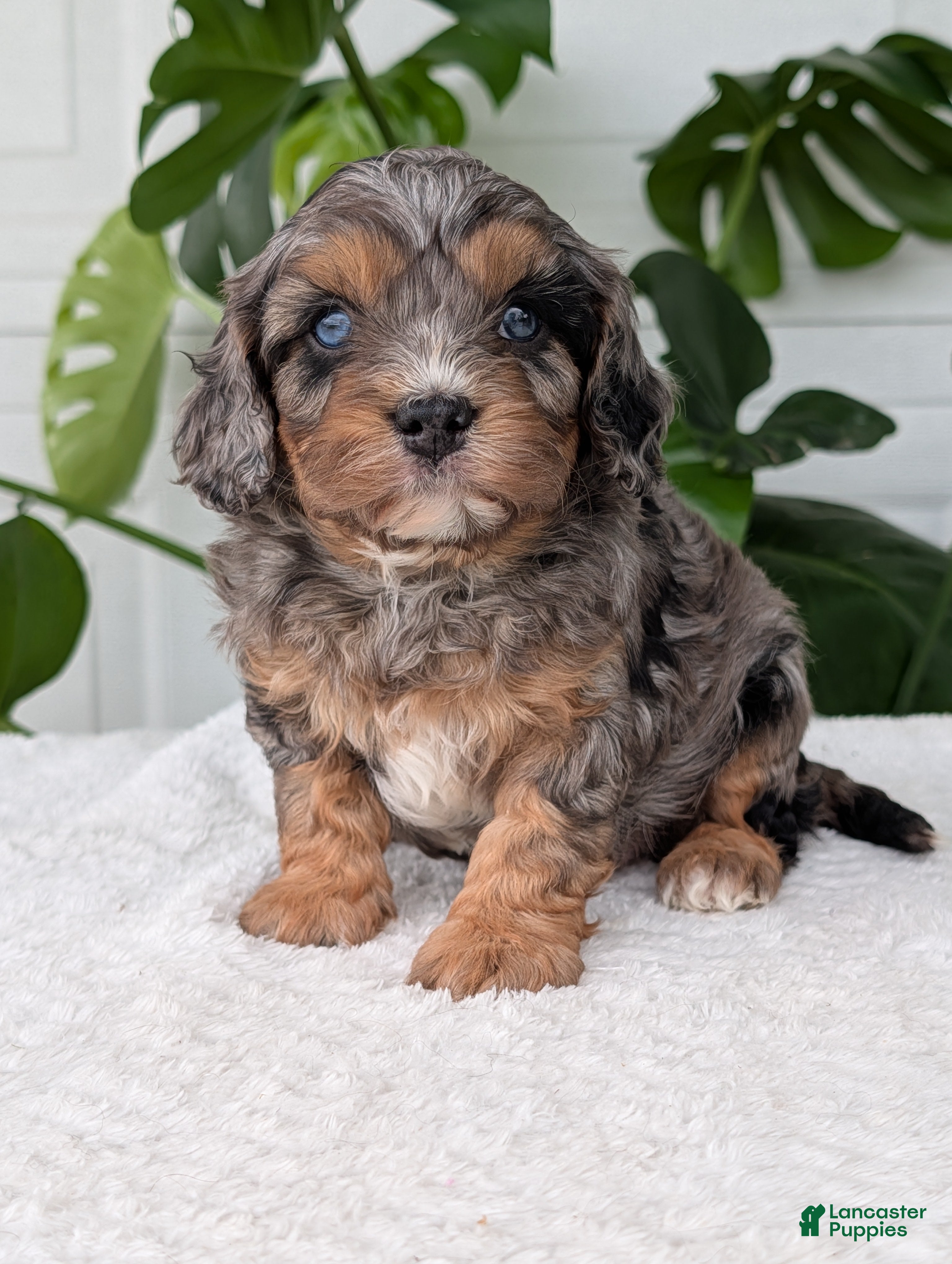 Cavapoo dogs Bluey - Ad 2