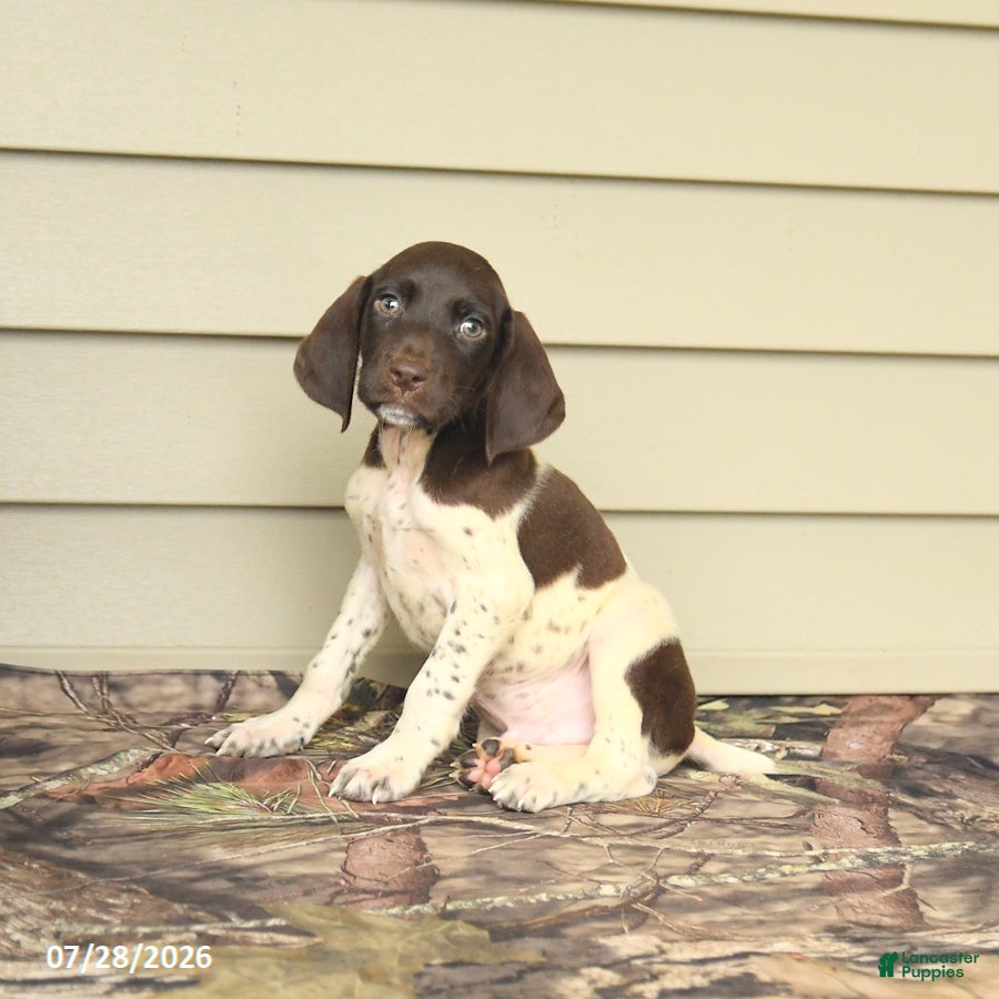 German Shorthaired Pointer dogs Duncan - Ad 1
