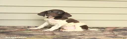 German Shorthaired Pointer dogs for sale: Duncan - Ad 1