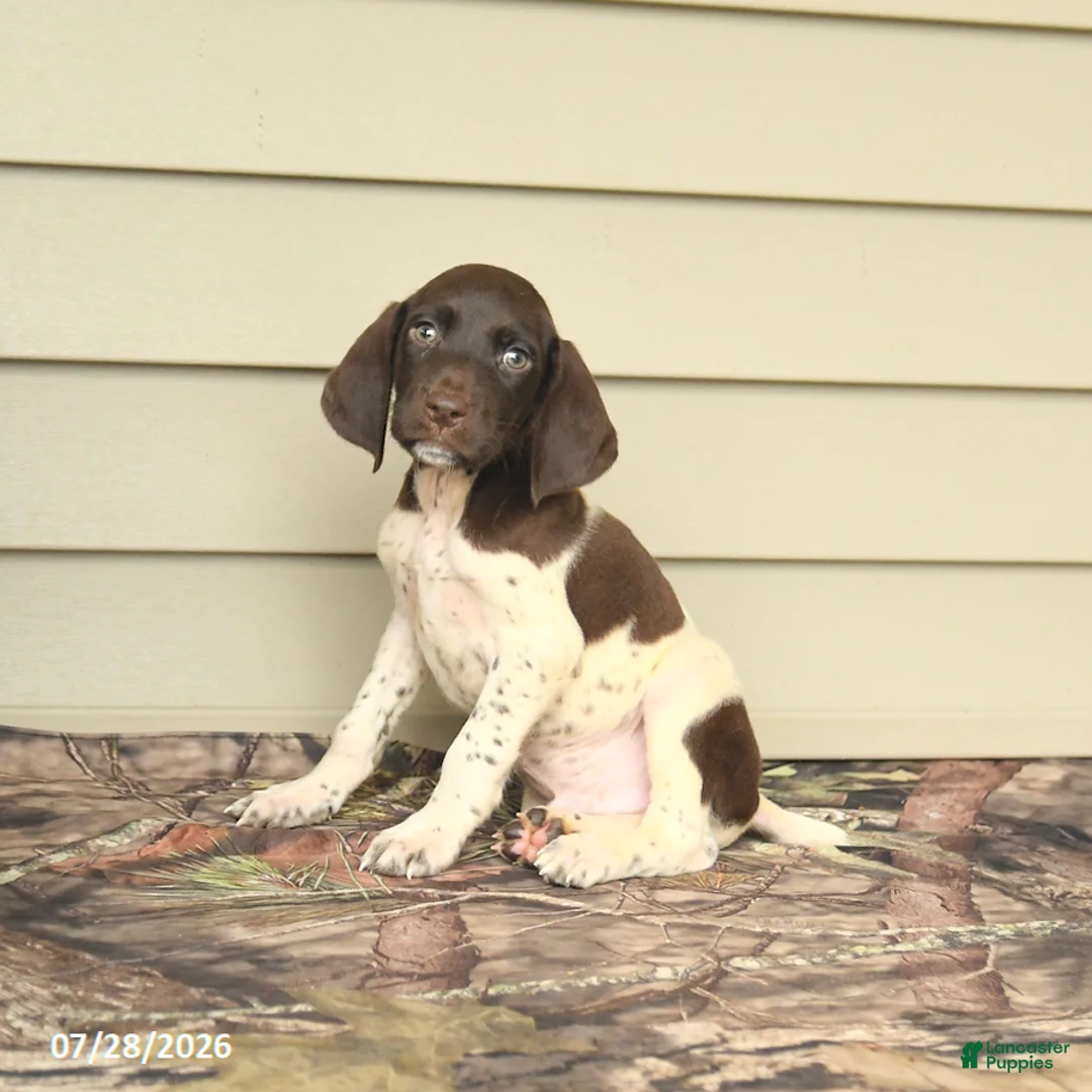 German Shorthaired Pointer dogs for sale: Duncan - Ad 1