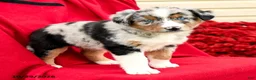 Australian Shepherd dogs for sale: Misty - Ad 4