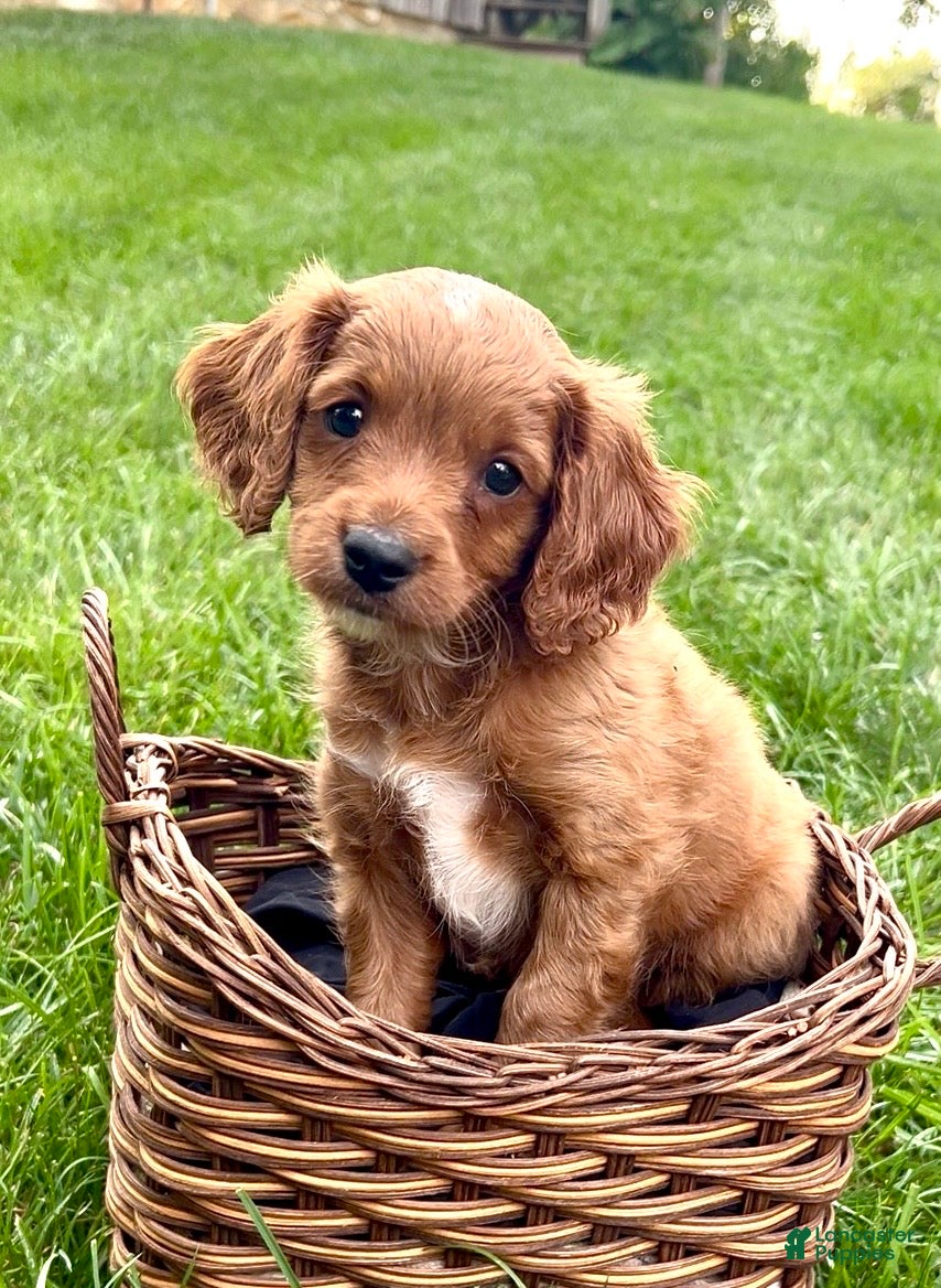 Cavapoo dogs for sale: Bentley  - Ad 2