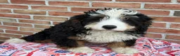 Mixed Breed dogs for sale: Dolly - Ad 6