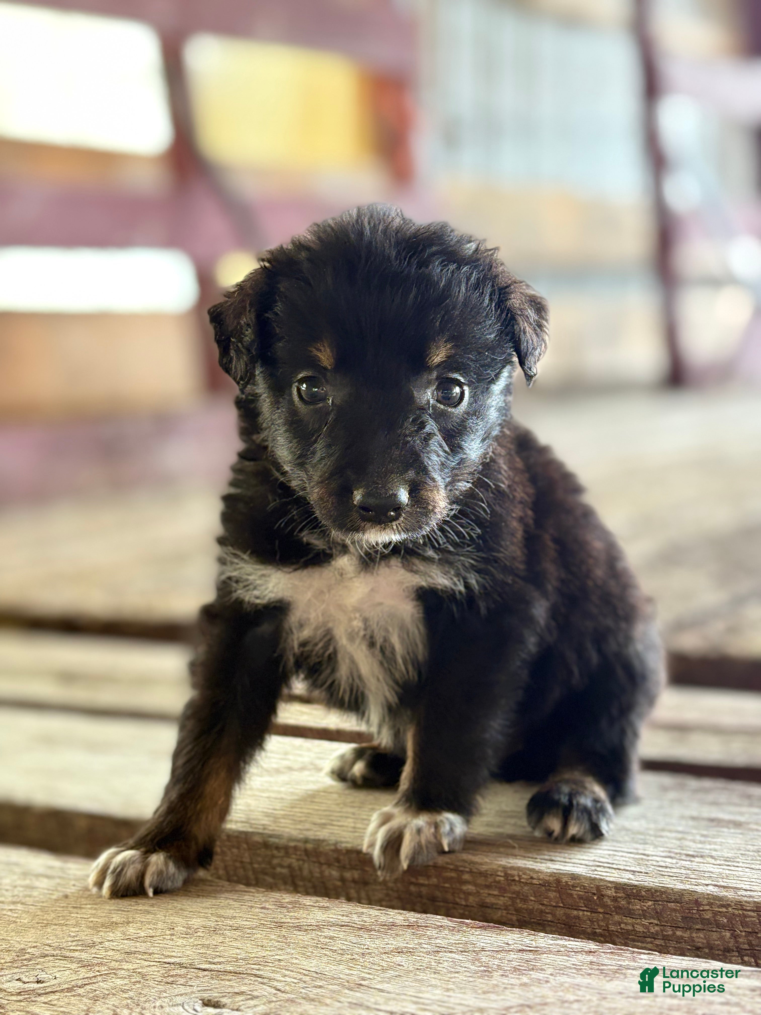 Australian Shepherd dogs Dakotah - Ad 1