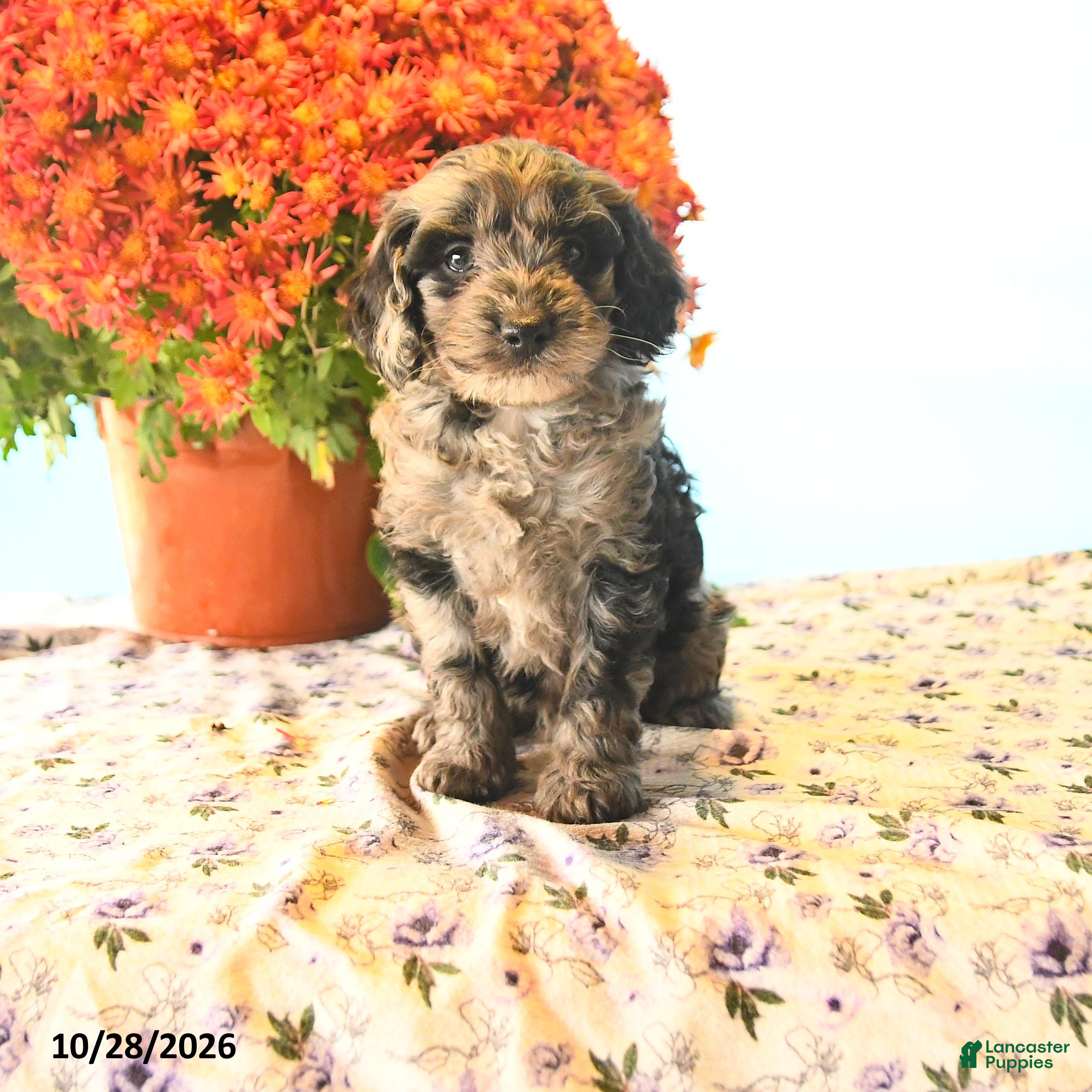 Cockapoo dogs for sale: Orbit - Ad 1