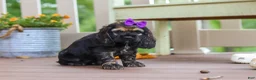 Cocker Spaniel dogs for sale: Lila - Ad 6