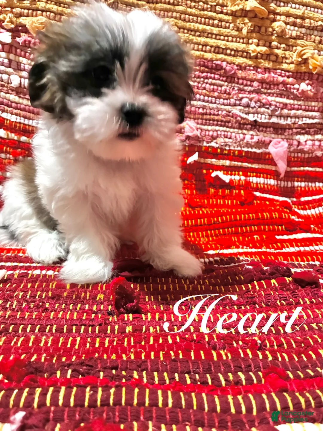 Shih Tzu dogs for sale: Heart - Ad 4