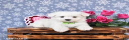 Maltese dogs for sale: Levi - Ad 1