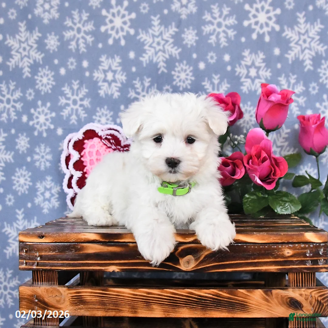 Maltese dogs for sale: Levi - Ad 1