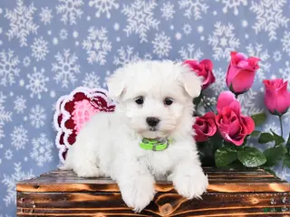Maltese dogs Levi - Ad 37