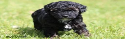 Miniature Poodle dogs for sale: Madison - Ad 6