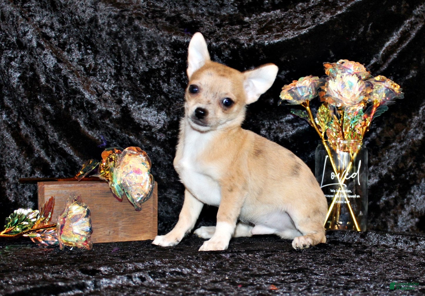 Chihuahua dogs Thaddeus - Ad 1