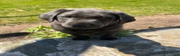 Labrador Retriever dogs for sale: Gus - Ad 10