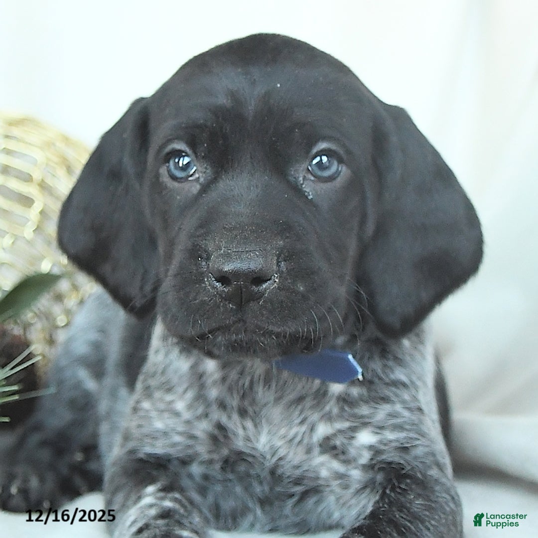 German Shorthaired Pointer dogs for sale: Dakota - Ad 4