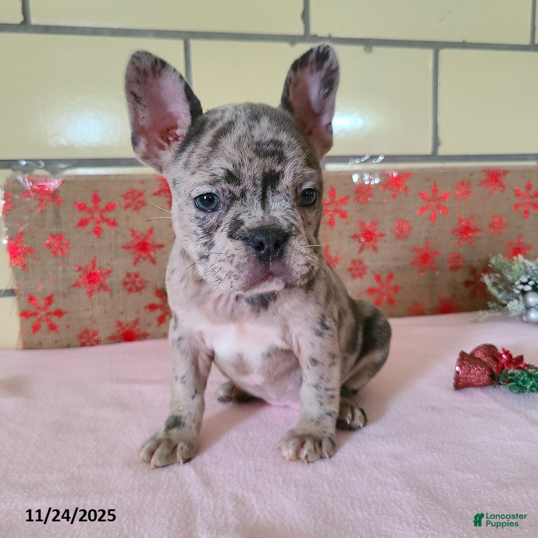Frenchton dogs for sale: Pebbles - Ad 10