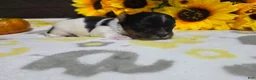 Biewer Terrier dogs for sale: Milo - Ad 5