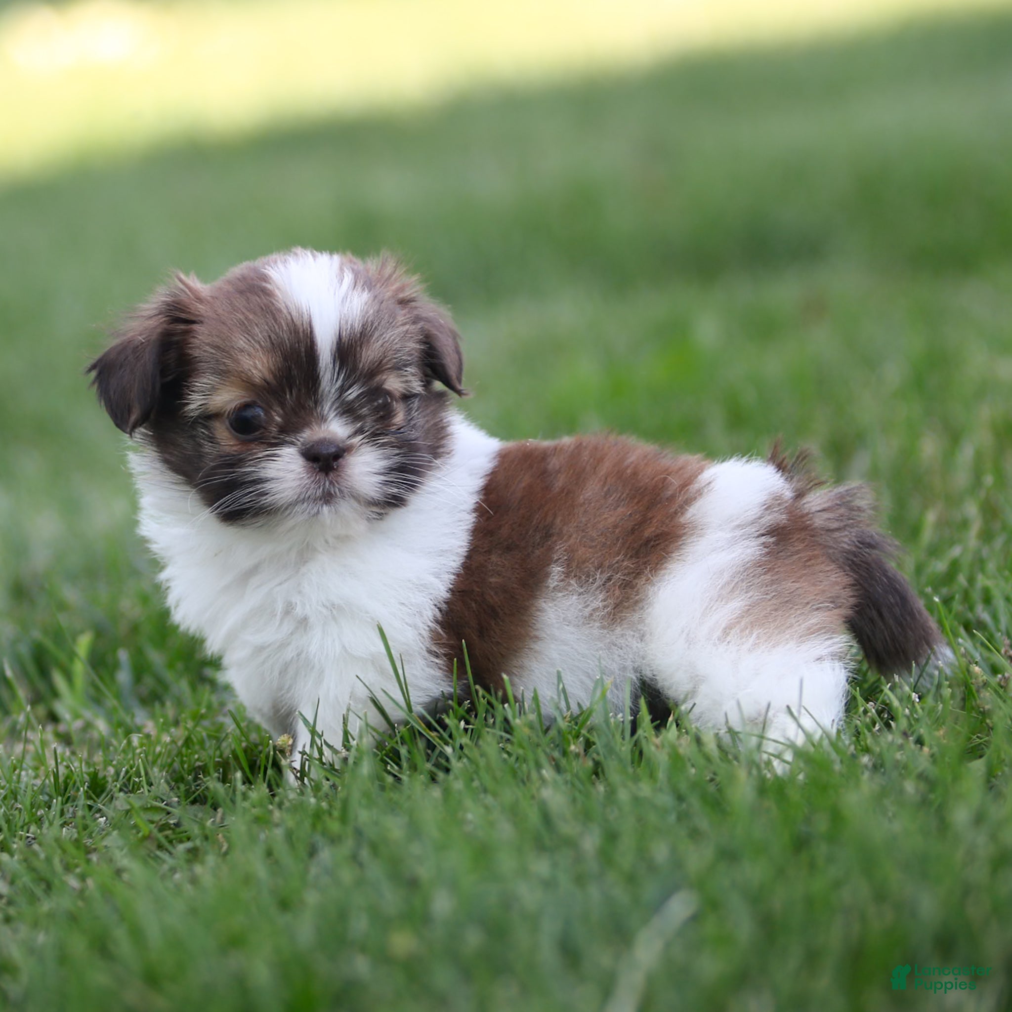 Shih Tzu dogs Tulip Shih Tzu  - Ad 2