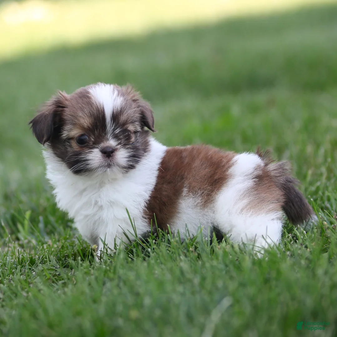 Shih Tzu dogs for sale: Tulip Shih Tzu  - Ad 2