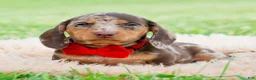 Miniature Dachshund dogs for sale: Sprout  - Ad 4