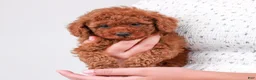 Toy Poodle dogs for sale: Percival - Ad 10