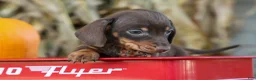 Miniature Dachshund dogs for sale: Zippy🐾 - Ad 12