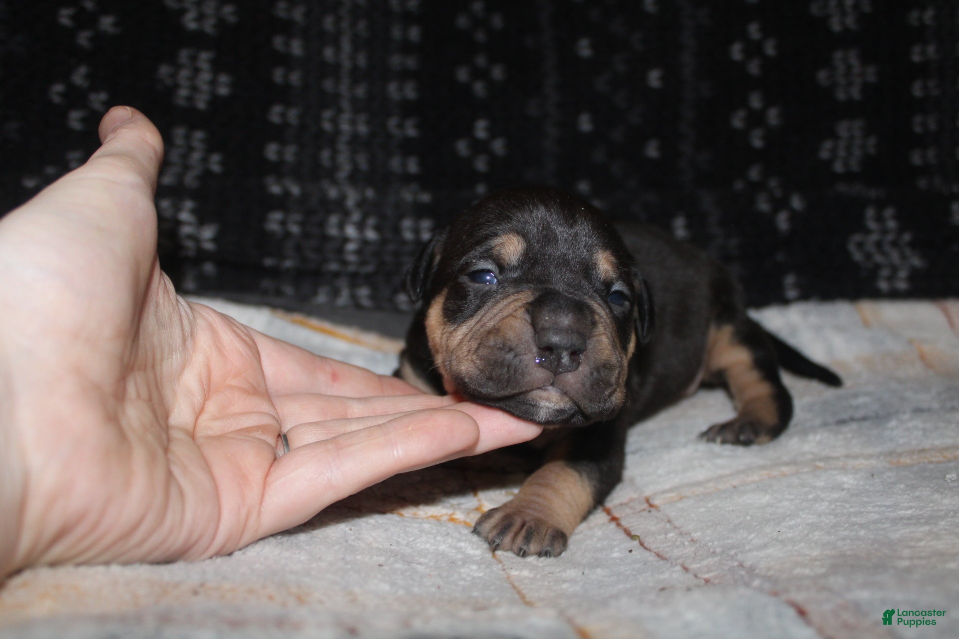 American Bully dogs Sass - Ad 32