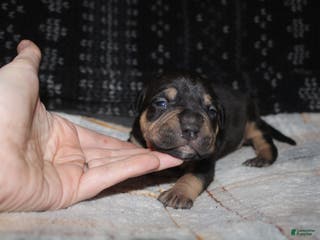 American Bully dogs Sass - Ad 32