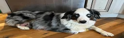 Mixed Breed dogs for sale: Honey  - Ad 4