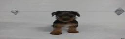 Yorkshire Terrier dogs for sale: Roscoe  - Ad 3